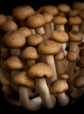 小蘑菇菌类植物图