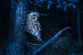 夜晚树林中的鸮