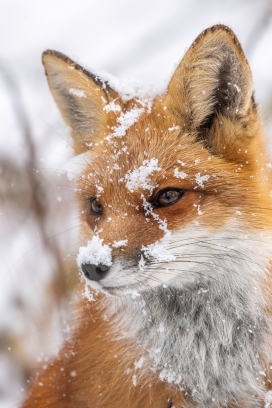 冬季雪狐动物图片