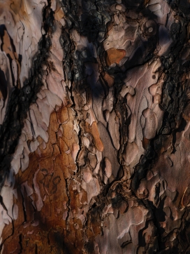 干燥的树皮图