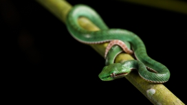 可爱的小绿蝰蛇