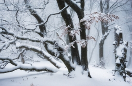 冬季被雪覆盖的树木