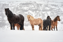 icelandic horses-冰岛马