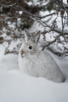 躲在雪地中的灰兔