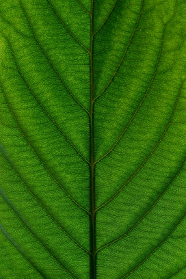 绿叶植物纹理叶片