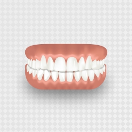 逼真的人体牙齿牙龈素材下载
