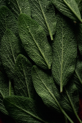 绿色冰花菜图