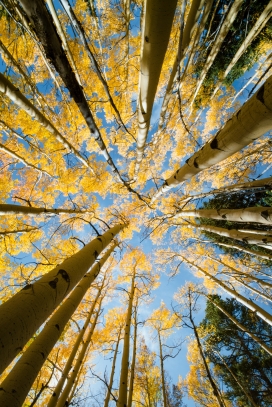 秋季仰拍的白桦林树林