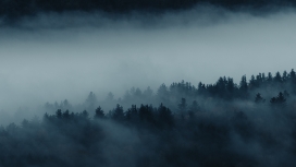 雾气的森林风景图