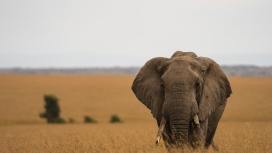 非洲大草原上的大象