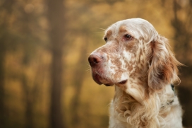 硬毛维兹拉犬狗