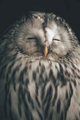 眯眼睡觉的猫头鹰