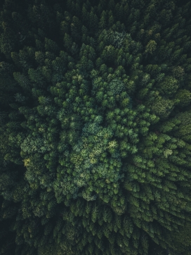 俯视的绿色森林大树