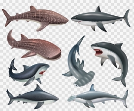 卡通逼真的鲨鱼鲸鱼鱼类素材下载