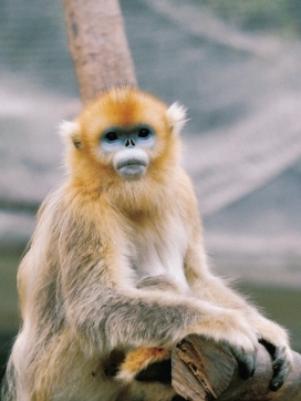 金丝猴动物图片