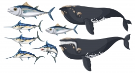 卡通大西洋长鳍鱼弓头鲸蓝马林鱼素材下载