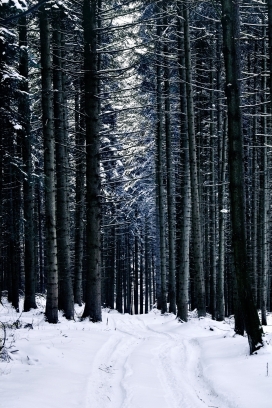 冬季雪森林树木风景图片