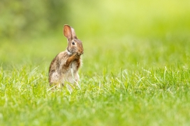 绿色草坪上吃食物的灰色毛兔子