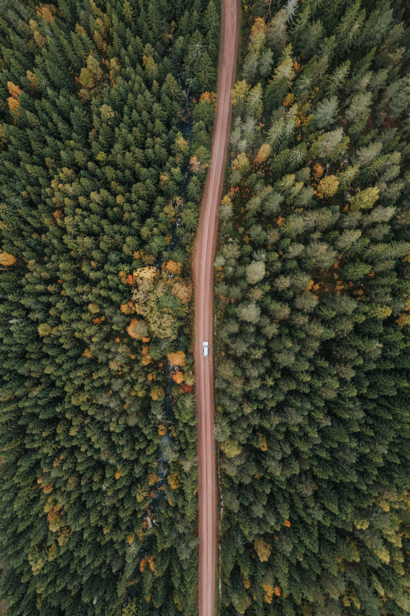 无人机高空俯拍的森林笔直马路图片