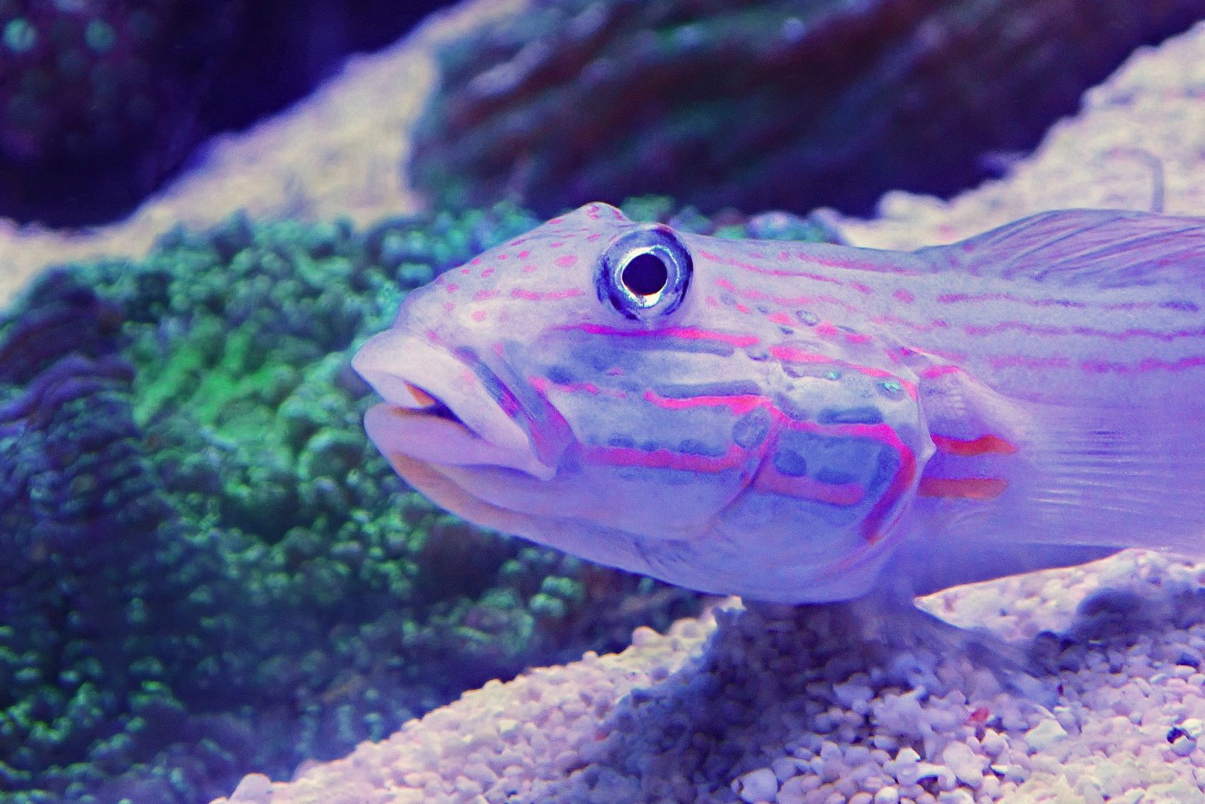 紫色的海底虾虎鱼图片