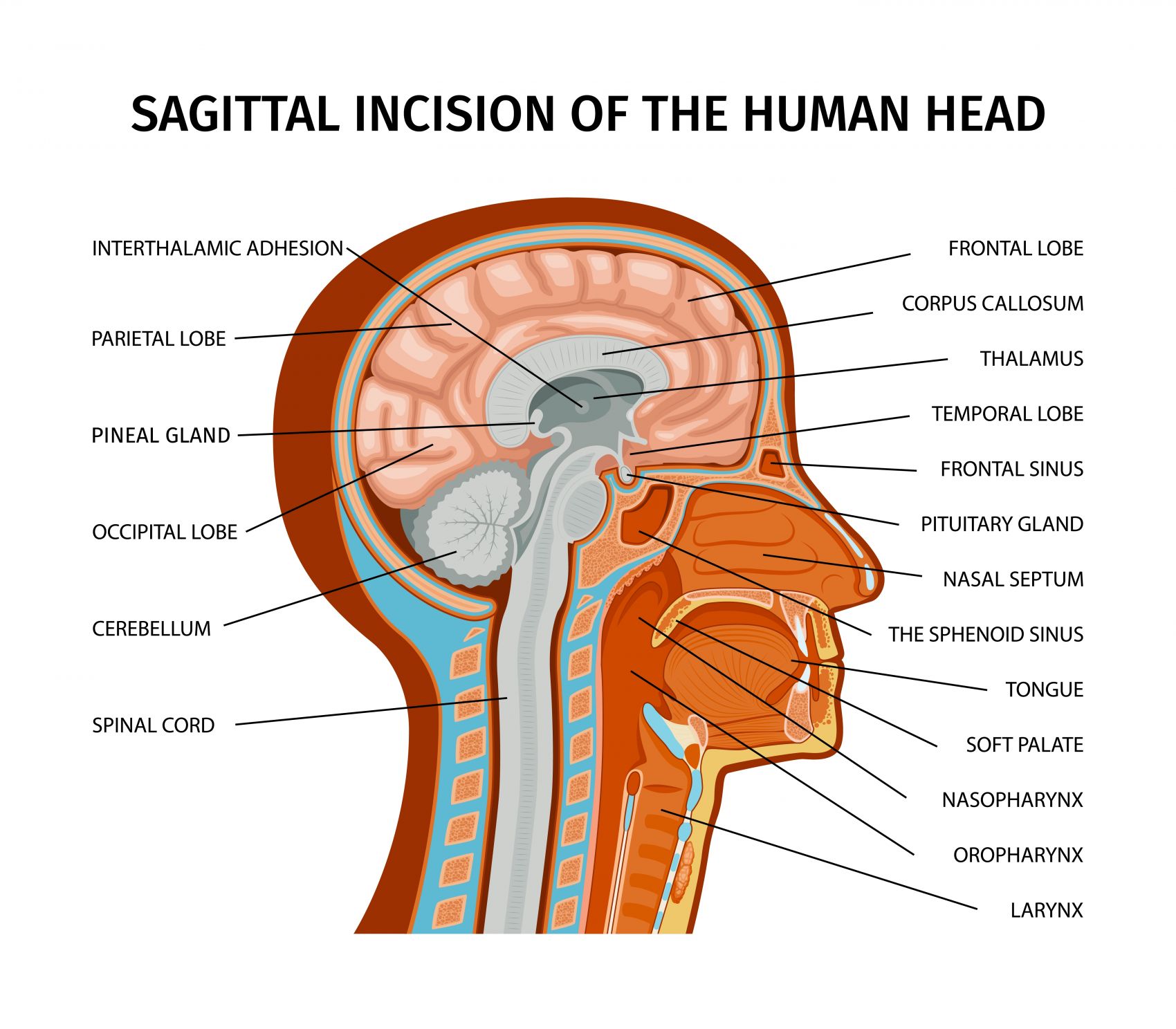 卡通人体大脑横切面医学解剖图图片