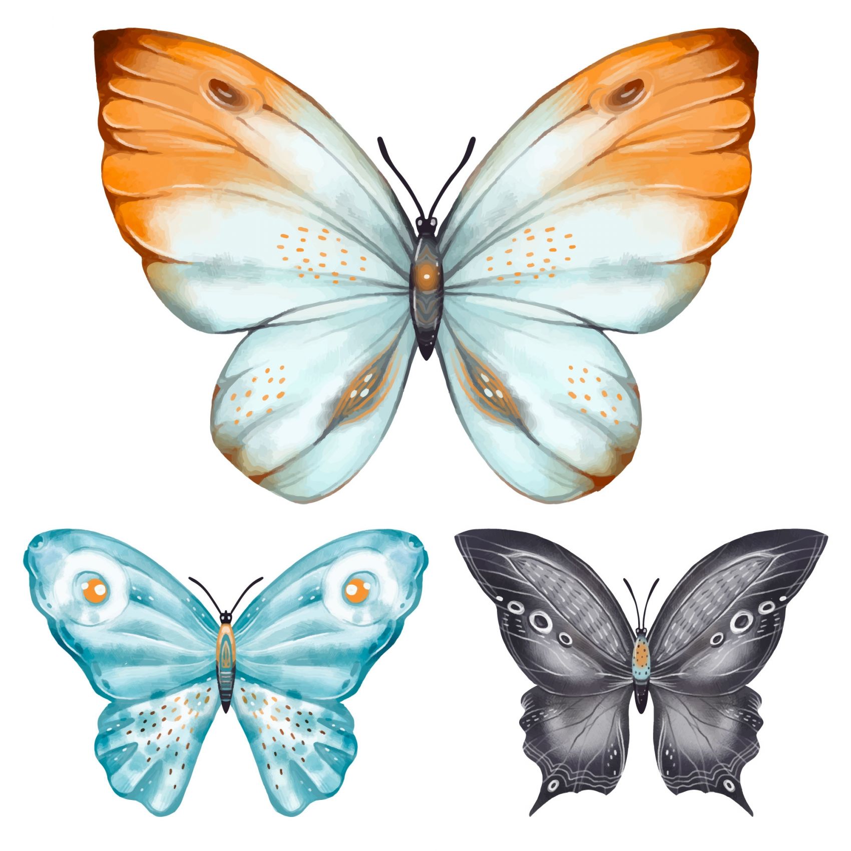 手绘逼真的彩色蝴蝶素材图片