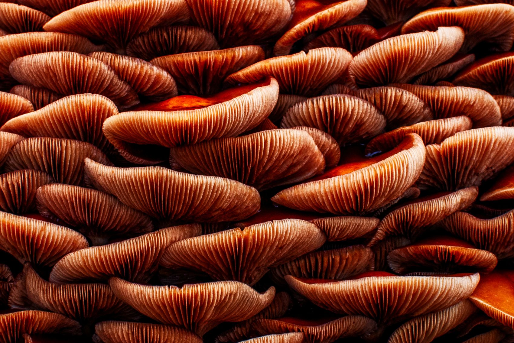 倒立叠在一起的蘑菇图片