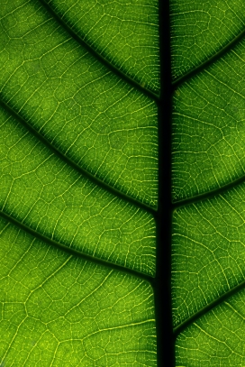绿色芭蕉叶植物图