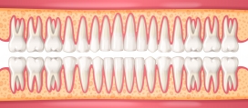 逼真的人体牙齿结构图素材下载