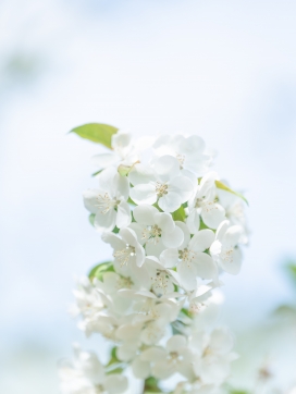 白色湖北海棠花瓣