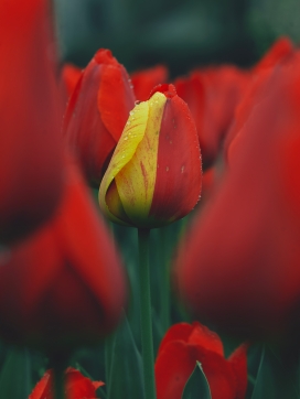 红色郁金香花瓣