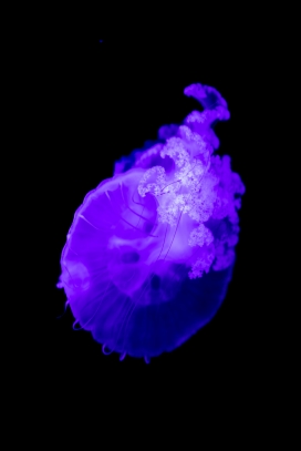 紫色水母图