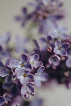紫色欧丁香花瓣