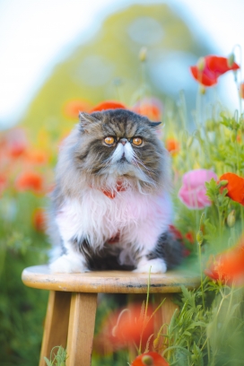 坐在花丛凳子上的波斯猫