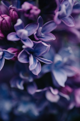紫色欧丁香花瓣