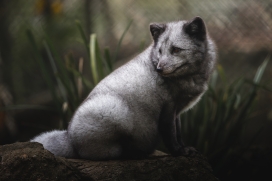 灰色狼獾果子狸动物