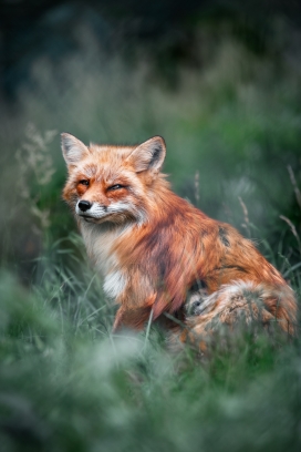草丛中的狐狸