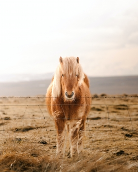 围栏中的蒙古马：一种被低估的草原精灵