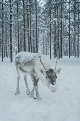 雪地驯鹿-探索冬季仙境的神秘生灵