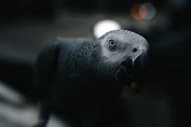 探索灰蓝色鹦鹉鸟的独特魅力-在线观看高清图片