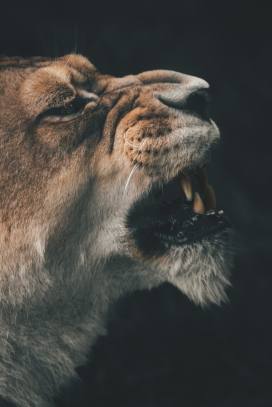 从林之王：狮子龇牙咧嘴，尽显动物霸主的威风