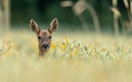 躲在草丛中捉迷藏的梅花鹿
