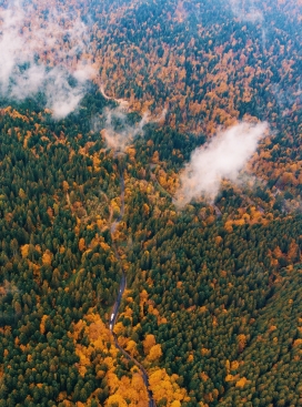 秋季穿越雾气森林-探索蜿蜒曲折之路