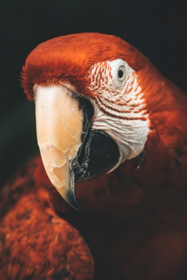 上了岁数的红色金刚鹦鹉鸟——独特的宠物鸟，给你带来无与伦比的乐趣！
