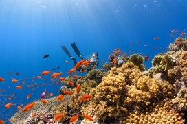 深海下手持摄影机在珊瑚礁下拍摄鱼群的潜水摄影师
