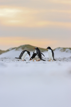 南极中一起玩耍的企鹅图