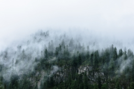 雾气针叶林风景