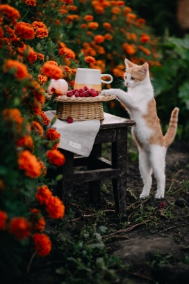 站立偷吃红色野草莓的黄白家猫