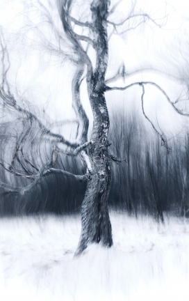 白色冬季运动糊糊的树
