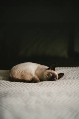 躺在地毯上休息的缅甸猫